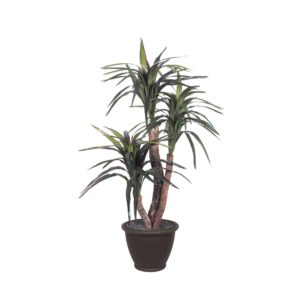 4 ft. Marginata Extra Full in Plastic Container Decorative Plant, Dark Green