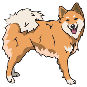 7 x 20 in. Super Cute Dog Decal - Icelandic Sheepdog