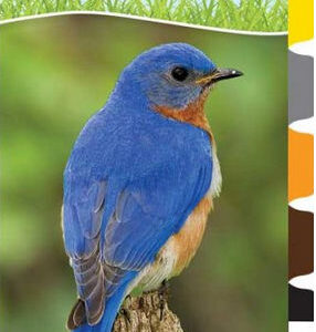 . AP34066 Birds of the Midwest - Adventure Quick Guide