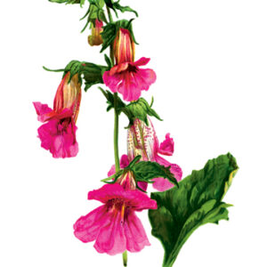 Buy Enlarge 0-587-03690-7P12x18 Rehmannia Angulata- Paper Size P12x18