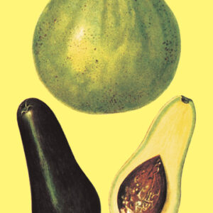 Buy Enlarge 0-587-08621-1P12x18 Alligator Pears- Paper Size P12x18