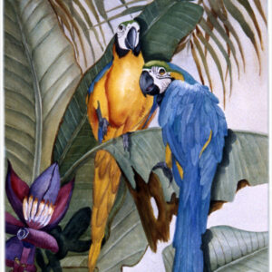 Parrots Mouse Pad, Hot Pad & Trivet