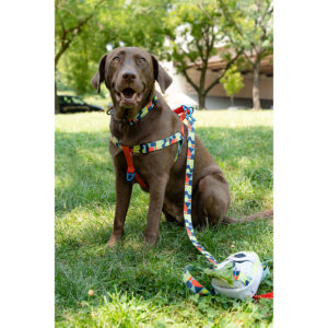 United By Blue Woven Dog Harness